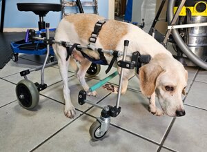 carrellino%20ortopedico%20posteriore%20per%20gatto%20driftdog%20-%20leprotto.jpeg carrellino%20ortopedico%20posteriore%20per%20gatto%20driftdog%20-%20leprotto.jpeg