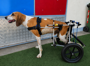 carrellino%20ortopedico%20posteriore%20per%20cane%20driftdog%20-%20%20jenny