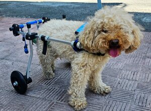 carrellino%20ortopedico%20posteriore%20per%20cane%20driftdog%20-%20aidè.jpeg carrellino%20ortopedico%20posteriore%20per%20cane%20driftdog%20-%20aidè.jpeg