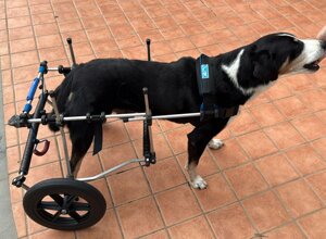 carrellino%20ortopedico%20a%204%20ruote%20per%20cane%20driftdog%20-%20teo%201.jpeg
