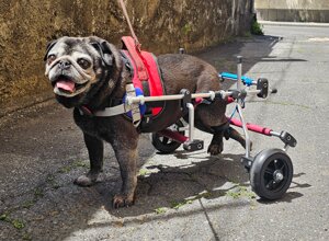 carrellino%20ortopedico%20a%204%20ruote%20per%20cane%20driftdog%20-%20break.jpeg