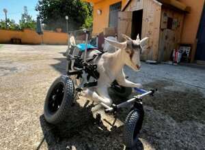 carrellino%20ortopedico%20posteriore%20per%20cane%20driftdog%20-%20arnold%201.jpeg carrellino%20ortopedico%20posteriore%20per%20cane%20driftdog%20-%20arnold%201.jpeg