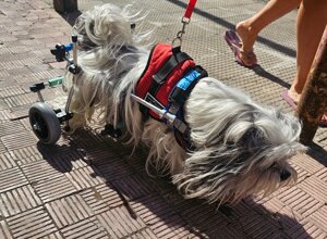 carrellino%20ortopedico%20a%204%20ruote%20per%20cane%20driftdog%20-%20zeus.jpeg carrellino%20ortopedico%20a%204%20ruote%20per%20cane%20driftdog%20-%20zeus.jpeg