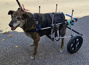 carrellino%20ortopedico%20posteriore%20per%20cane%20driftdog%20-%20lina%203.jpeg carrellino%20ortopedico%20posteriore%20per%20cane%20driftdog%20-%20lina%203.jpeg