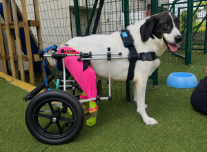 carrellino%20ortopedico%20posteriore%20per%20cane%20driftdog%20-%20mario.jpeg carrellino%20ortopedico%20posteriore%20per%20cane%20driftdog%20-%20mario.jpeg