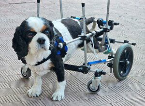 carrellino%20ortopedico%20posteriore%20per%20cane%20driftdog%20-%20otello.jpeg