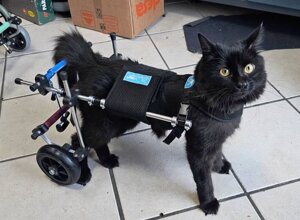 carrellino%20ortopedico%20a%204%20ruote%20per%20cane%20driftdog%20-%20stellina.jpeg carrellino%20ortopedico%20a%204%20ruote%20per%20cane%20driftdog%20-%20stellina.jpeg