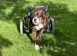 carrellino%20ortopedico%20anteriore%20per%20capra%20driftdog%20-%20gelsomina.jpeg carrellino%20ortopedico%20anteriore%20per%20capra%20driftdog%20-%20gelsomina.jpeg