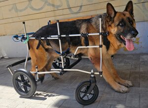 carrellino%20ortopedico%20posteriore%20per%20cane%20driftdog%20-%20leo.jpeg