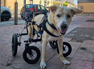 carrellino%20ortopedico%20posteriore%20per%20cane%20driftdog%20-%20pechy.jpeg