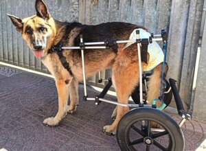 carrellino%20ortopedico%20posteriore%20per%20cane%20driftdog%20-%20minÃ¹.jpeg