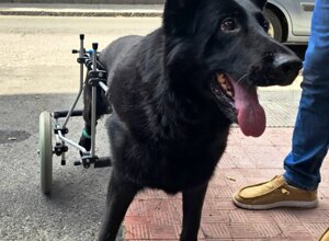 carrellino%20ortopedico%20posteriore%20per%20cane%20driftdog%20-%20leyla.jpeg carrellino%20ortopedico%20posteriore%20per%20cane%20driftdog%20-%20leyla.jpeg