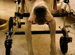 carrellino%20ortopedico%20a%204%20ruote%20per%20cane%20driftdog%20-%20piedino.jpeg carrellino%20ortopedico%20a%204%20ruote%20per%20cane%20driftdog%20-%20piedino.jpeg