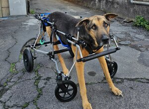 carrellino%20ortopedico%20posteriore%20per%20cane%20driftdog%20-%20polpetta.jpeg carrellino%20ortopedico%20posteriore%20per%20cane%20driftdog%20-%20polpetta.jpeg