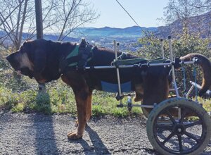 carrellino%20ortopedico%20posteriore%20per%20cane%20driftdog%20-%20roger.jpeg