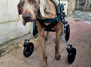 carrellino%20ortopedico%20posteriore%20per%20cane%20driftdog%20-%20carolina.jpeg carrellino%20ortopedico%20posteriore%20per%20cane%20driftdog%20-%20carolina.jpeg