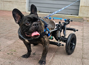carrellino%20ortopedico%20posteriore%20per%20cane%20driftdog%20-%20tita carrellino%20ortopedico%20posteriore%20per%20cane%20driftdog%20-%20tita