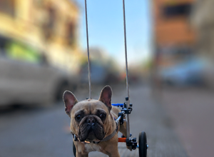 carrellino%20ortopedico%20a%204%20ruote%20per%20cane%20driftdog%20-%20ferdinando%202 carrellino%20ortopedico%20a%204%20ruote%20per%20cane%20driftdog%20-%20ferdinando%202