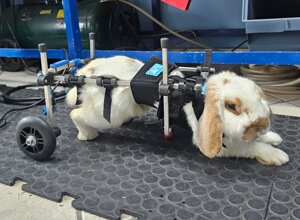 carrellino%20ortopedico%20posteriore%20per%20cane%20driftdog%20-%20saphira.jpeg carrellino%20ortopedico%20posteriore%20per%20cane%20driftdog%20-%20saphira.jpeg