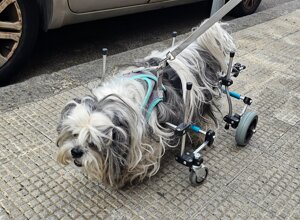 carrellino%20ortopedico%20per%20capra%20driftdog%20-%20gelsomina%201.jpeg carrellino%20ortopedico%20per%20capra%20driftdog%20-%20gelsomina%201.jpeg