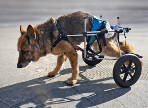 carrellino%20ortopedico%20posteriore%20con%20aggiunta%20ruote%20per%20cane%20driftdog%20-%20vittoria.jpeg
