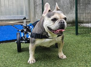 carrellino%20ortopedico%20posteriore%20per%20cane%20driftdog%20-%20bella carrellino%20ortopedico%20posteriore%20per%20cane%20driftdog%20-%20bella