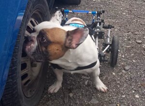 carrellino%20ortopedico%20posteriore%20per%20cane%20driftdog%20-%20paco.jpeg