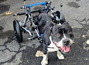 carrellino%20ortopedico%20posteriore%20per%20cane%20driftdog%20-%20lina%202.jpeg carrellino%20ortopedico%20posteriore%20per%20cane%20driftdog%20-%20lina%202.jpeg