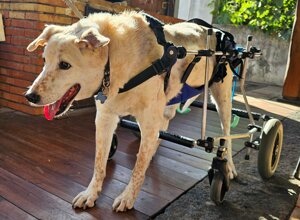 rocky%20-%20carrellino%20ortopedico%20posteriore%20per%20cane%20-%20driftdog.jpeg rocky%20-%20carrellino%20ortopedico%20posteriore%20per%20cane%20-%20driftdog.jpeg