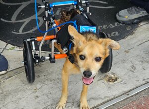 carrellino%20ortopedico%20a%204%20ruote%20per%20cane%20driftdog%20-%20thor.jpeg