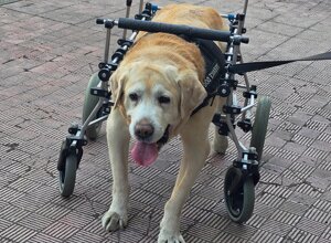 carrellino%20ortopedico%20posteriore%20per%20cane%20driftdog%20-%20carrellino%20ortopedico%20posteriore%20+%20ruotine%20per%20cane%20driftdog%20-%20cd.jpeg