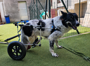 carrellino%20ortopedico%20posteriore%20per%20cane%20driftdog%20-%20ettore%201.jpeg carrellino%20ortopedico%20posteriore%20per%20cane%20driftdog%20-%20ettore%201.jpeg