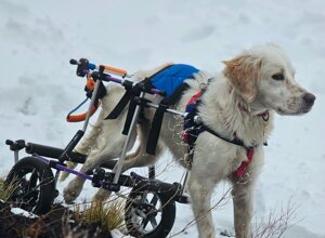 carrellino%20ortopedico%20a%204%20ruote%20per%20cane%20driftdog%20-%20oliver.jpeg carrellino%20ortopedico%20a%204%20ruote%20per%20cane%20driftdog%20-%20oliver.jpeg