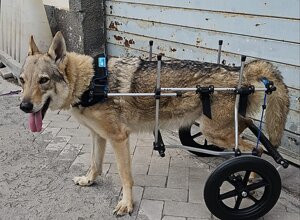 carrellino%20ortopedico%20a%204%20ruote%20per%20cane%20driftdog%20-%20teo.jpeg carrellino%20ortopedico%20a%204%20ruote%20per%20cane%20driftdog%20-%20teo.jpeg