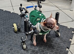 carrellino%20ortopedico%20a%204%20ruote%20per%20cane%20driftdog%20-%20patata%202.jpeg