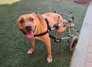 carrellino%20ortopedico%20a%204%20ruote%20per%20cane%20driftdog%20-%20kiko%201.jpeg