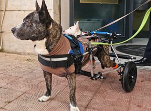 carrellino%20ortopedico%20posteriore%20per%20cane%20driftdog%20-%20bonuzzu