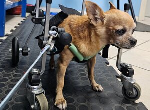 carrellino%20ortopedico%20posteriore%20per%20cane%20driftdog%20(1).jpeg carrellino%20ortopedico%20posteriore%20per%20cane%20driftdog%20(1).jpeg