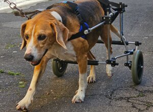 carrellino%20ortopedico%20posteriore%20per%20cane%20driftdog%20-%20ortis.jpeg