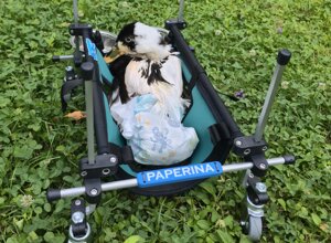 carrellino%20ortopedico%20posteriore%20per%20cane%20driftdog%20-%20mario%20e%20dharma.jpeg