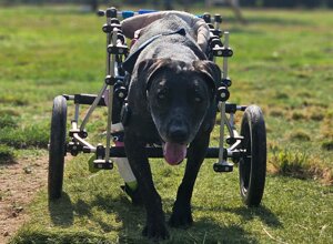 carrellino%20ortopedico%20posteriore%20per%20cane%20driftdog%20-%20lucky%20(1) carrellino%20ortopedico%20posteriore%20per%20cane%20driftdog%20-%20lucky%20(1)