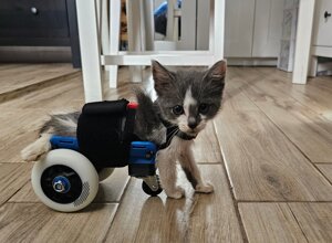 carrellino%20ortopedico%20posteriore%20per%20coniglio%20driftdog.jpeg carrellino%20ortopedico%20posteriore%20per%20coniglio%20driftdog.jpeg