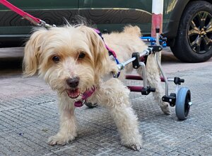 carrellino%20ortopedico%20a%204%20ruote%20per%20cane%20driftdog%20-%20ciccio.jpeg carrellino%20ortopedico%20a%204%20ruote%20per%20cane%20driftdog%20-%20ciccio.jpeg