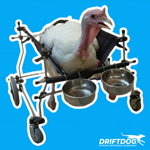 wheelchair-for-another-animal