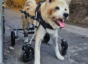 carrellino%20ortopedico%20posteriore%20per%20cane%20driftdog%20-%20sky.jpeg carrellino%20ortopedico%20posteriore%20per%20cane%20driftdog%20-%20sky.jpeg