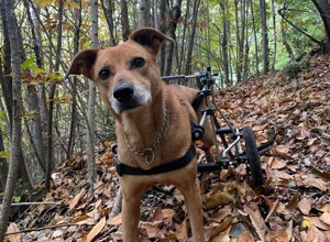 carrellino%20ortopedico%20posteriore%20per%20gatto%20driftdog%20-%20isotta.jpeg carrellino%20ortopedico%20posteriore%20per%20gatto%20driftdog%20-%20isotta.jpeg