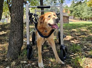 carrellino%20ortopedico%20posteriore%20per%20cane%20driftdog%20-%20hathos.jpeg carrellino%20ortopedico%20posteriore%20per%20cane%20driftdog%20-%20hathos.jpeg