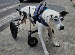 carrellino%20ortopedico%20a%204%20ruote%20per%20cane%20driftdog%20-%20dendi.jpeg carrellino%20ortopedico%20a%204%20ruote%20per%20cane%20driftdog%20-%20dendi.jpeg