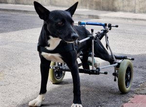 carrellino%20ortopedico%20posteriore%20per%20cane%20driftdog%20-%20rocket%201.jpeg