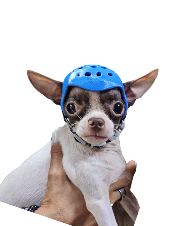 caschetto cane driftdog